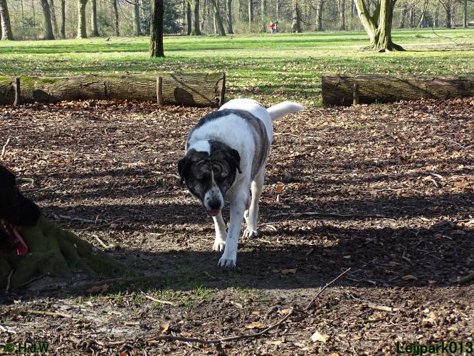 Leijpark 013 Beestenboel 29-3-2022