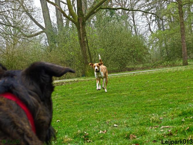 Leijpark 013 Beestenboel 29-3-2022