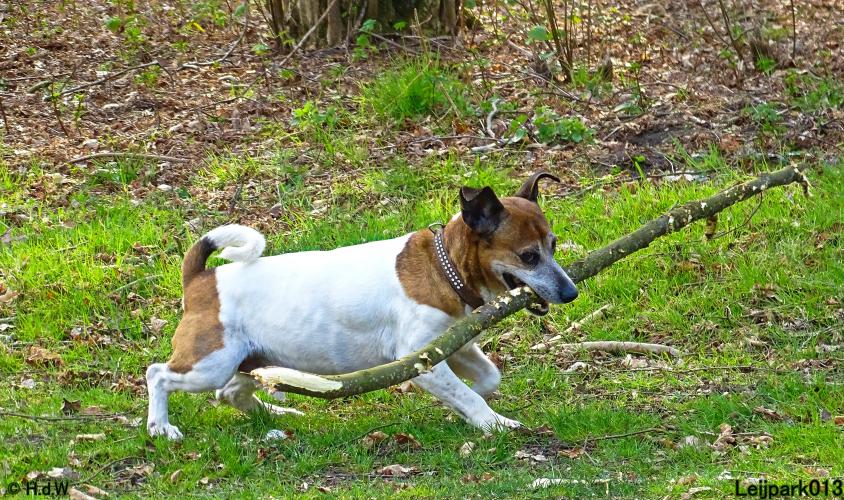 Leijpark 013 Beestenboel 29-3-2022
