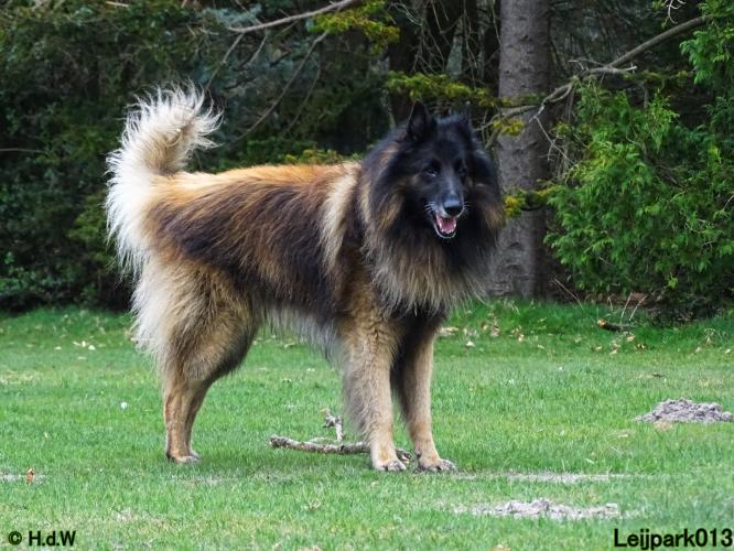 Leijpark 013 Beestenboel 29-3-2022