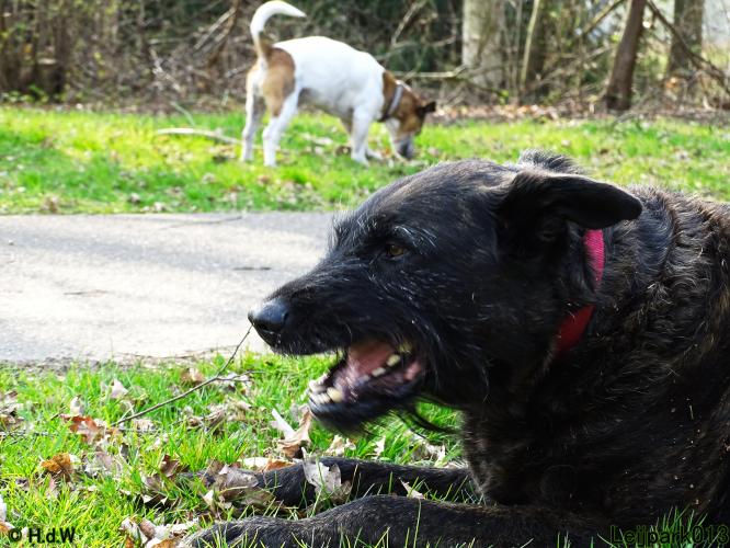 Leijpark 013 Beestenboel 29-3-2022