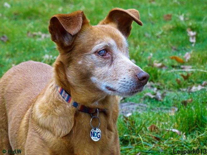 Leijpark 013 Beestenboel 29-3-2022