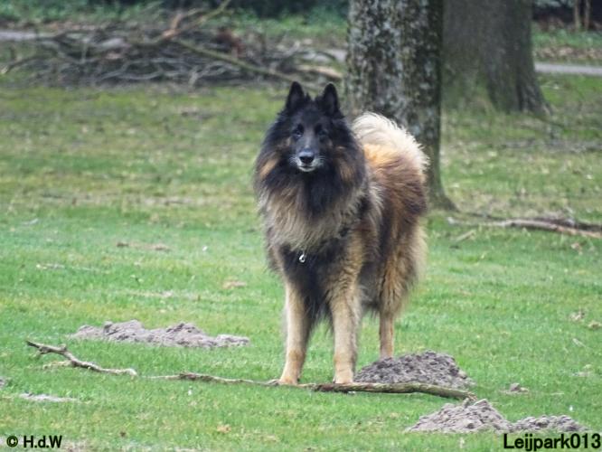 Leijpark 013 Beestenboel 29-3-2022