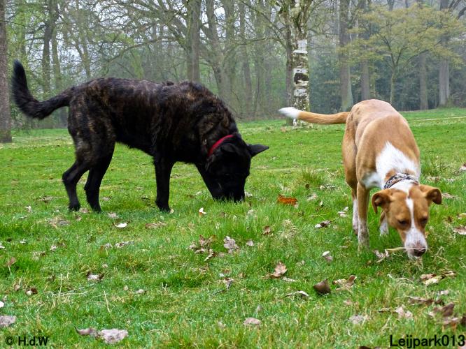 Leijpark 013 Beestenboel 29-3-2022