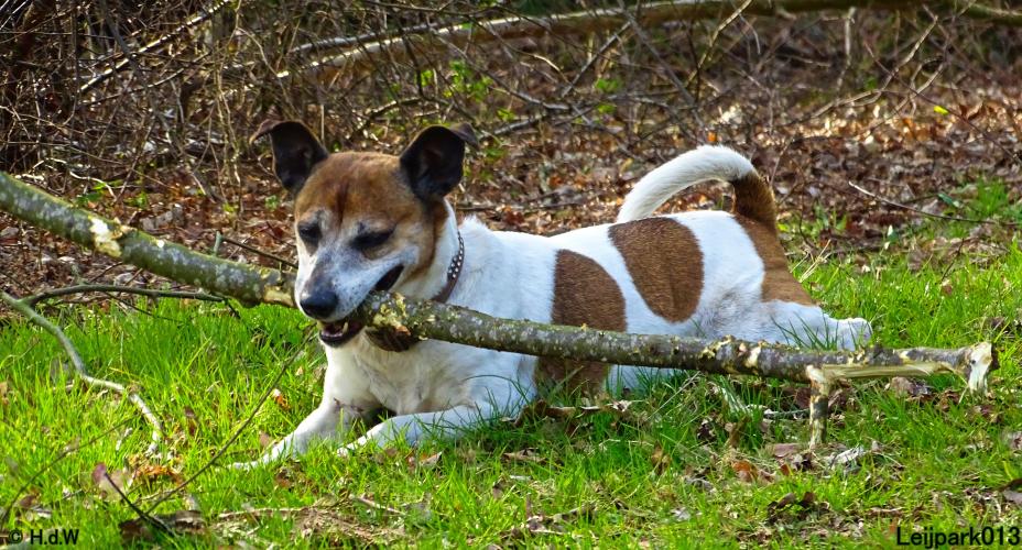 Leijpark 013 Beestenboel 29-3-2022