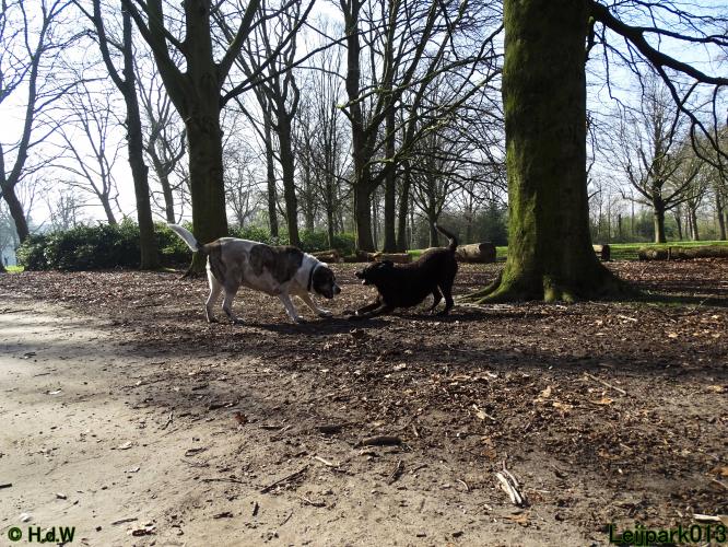 Leijpark 013 Beestenboel 29-3-2022