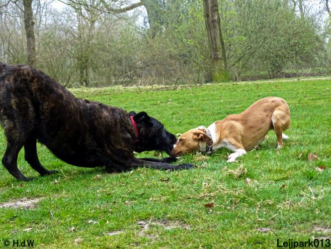 Leijpark 013 Beestenboel 29-3-2022