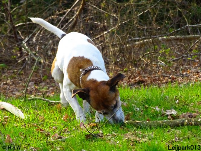 Leijpark 013 Beestenboel 29-3-2022