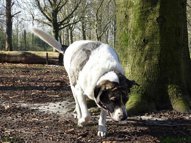 Leijpark 013 Beestenboel 29-3-2022