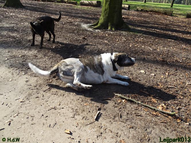 Leijpark 013 Beestenboel 29-3-2022