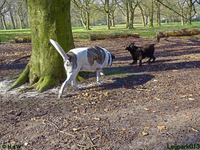 Leijpark 013 Beestenboel 29-3-2022