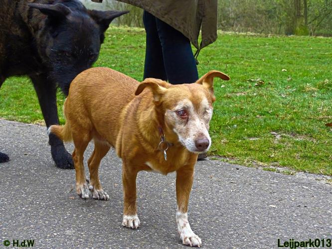 Leijpark 013 Beestenboel 29-3-2022
