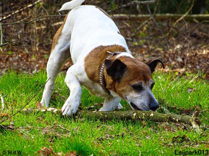 Leijpark 013 Beestenboel 29-3-2022