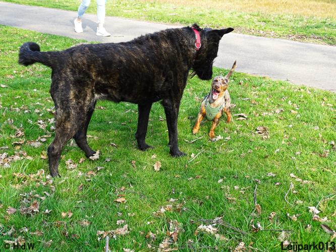 Leijpark 013 Beestenboel 29-3-2022