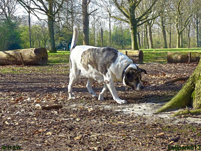 Leijpark 013 Beestenboel 29-3-2022