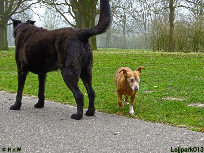 Leijpark 013 Beestenboel 29-3-2022