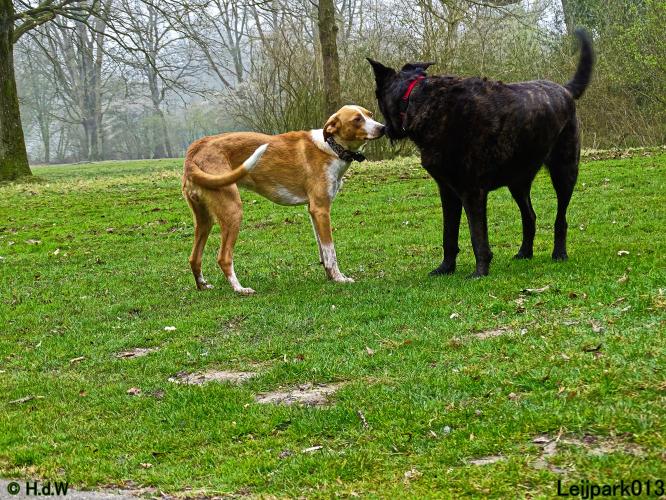 Leijpark 013 Beestenboel 29-3-2022