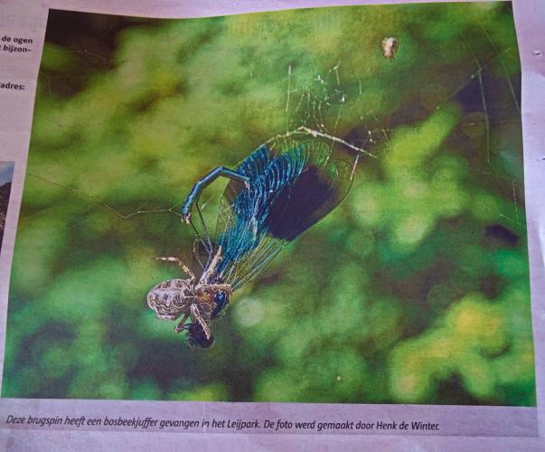 Leijpark013 foto's van mij in de krant 
