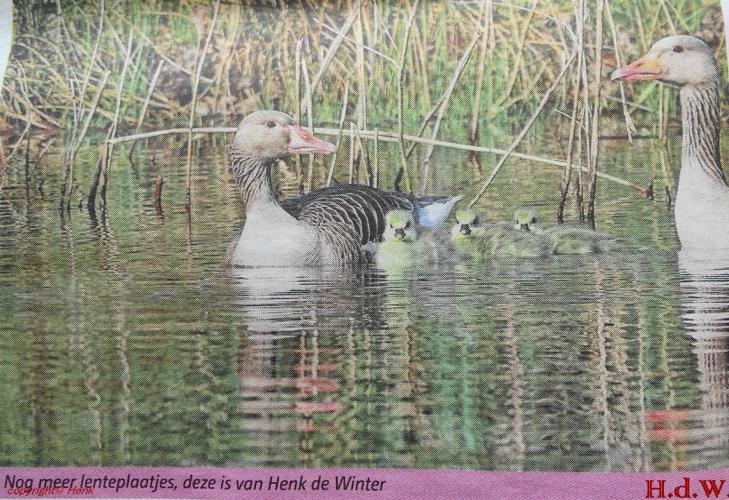 Leijpark013 foto's van mij in de krant 