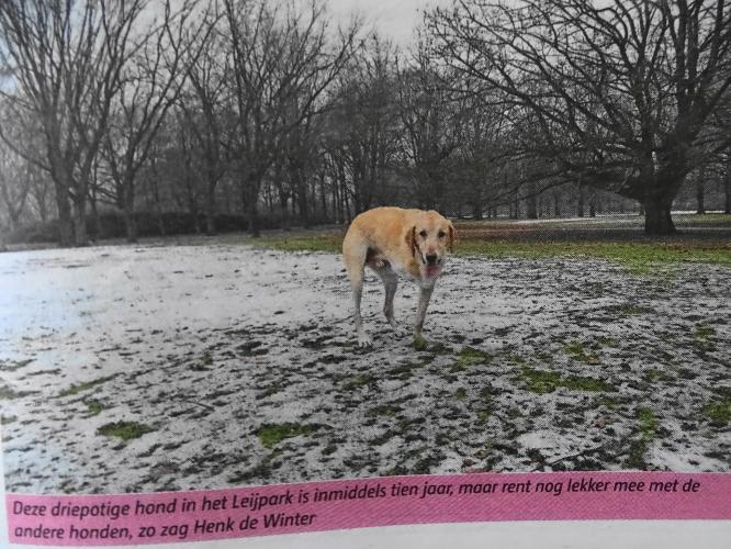 Leijpark013 foto's van mij in de krant 
