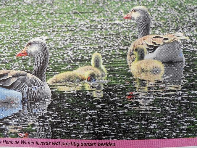 Leijpark013 foto's van mij in de krant 