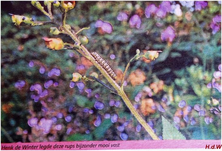 Leijpark013 foto's van mij in de krant 