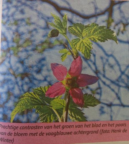 Leijpark013 foto's van mij in de krant 