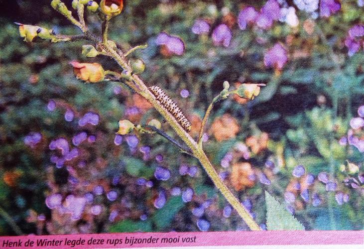 Leijpark013 foto's van mij in de krant 