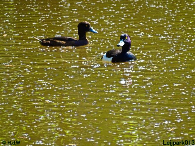 Leijpark013 19 &amp; 20 &amp; 21 &amp; 22 april 2022