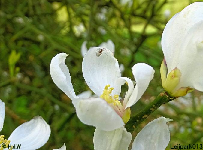 Leijpark013 19 &amp; 20 &amp; 21 &amp; 22 april 2022