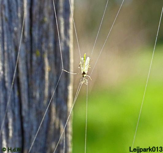 Leijpark013 19 &amp; 20 &amp; 21 &amp; 22 april 2022