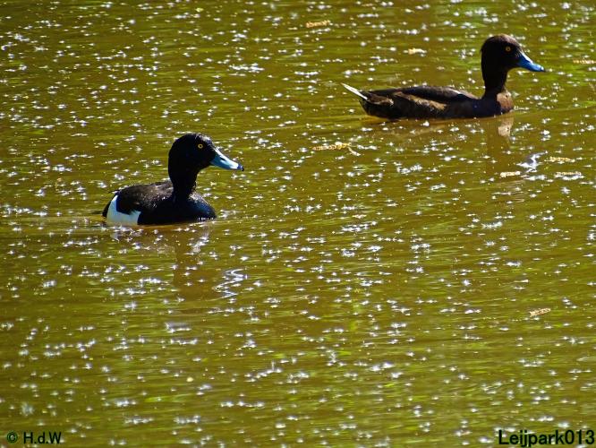 Leijpark013 19 &amp; 20 &amp; 21 &amp; 22 april 2022