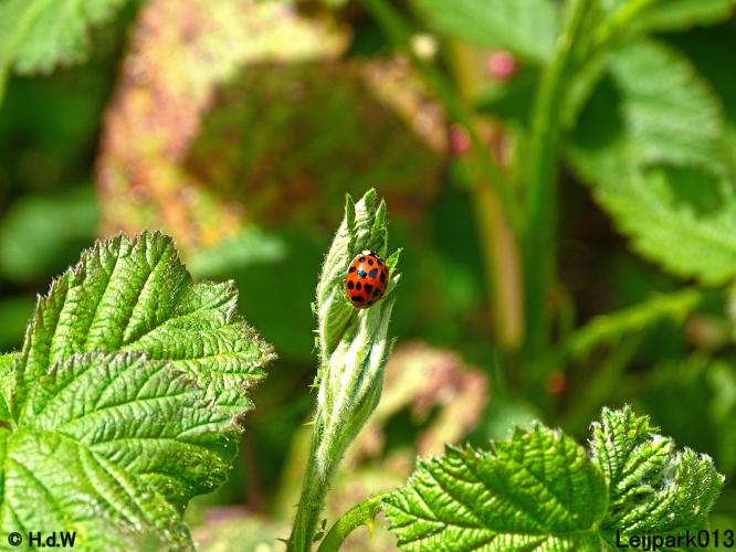 Leijpark013 19 &amp; 20 &amp; 21 &amp; 22 april 2022