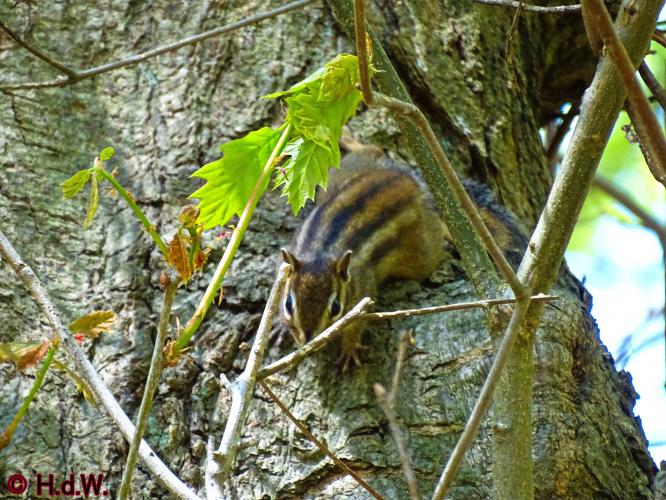 Oude Warande Tilburg 