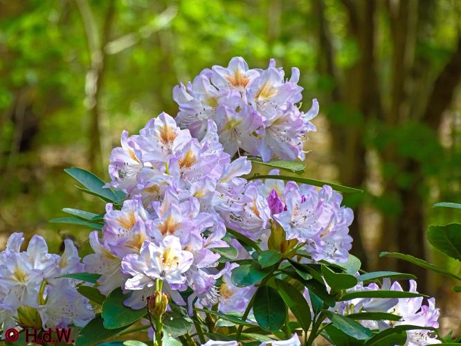 Oude Warande Tilburg 