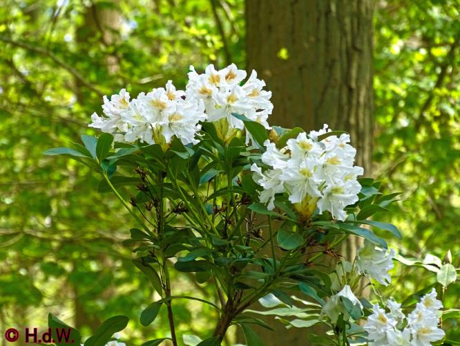 Oude Warande Tilburg 