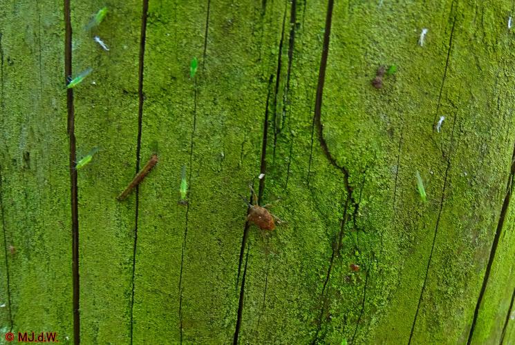 Oude Warande Tilburg 