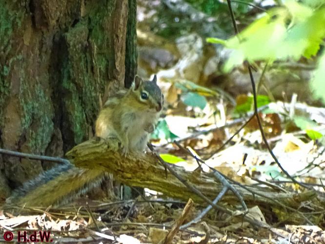 Oude Warande Tilburg 