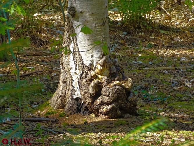 Oude Warande Tilburg 