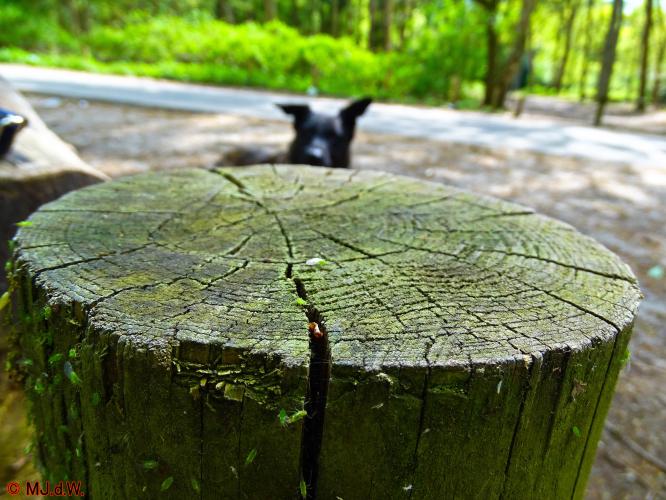 Oude Warande Tilburg 