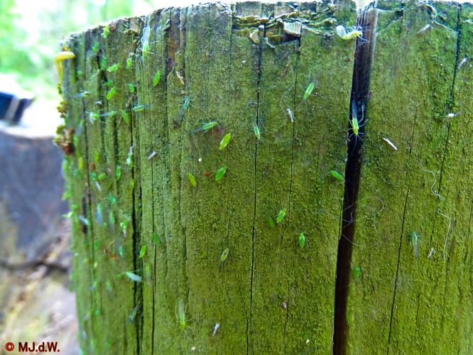 Oude Warande Tilburg 