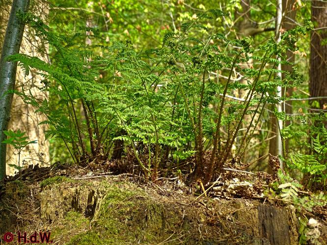 Oude Warande Tilburg 