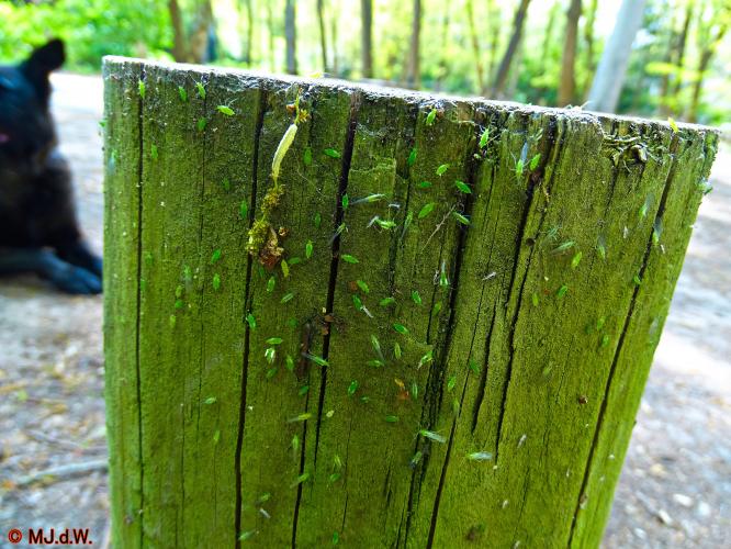 Oude Warande Tilburg 