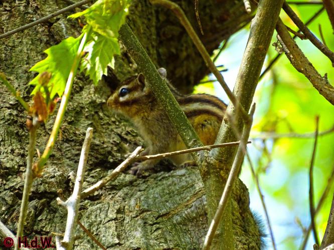 Oude Warande Tilburg 