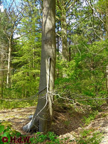 Oude Warande Tilburg 