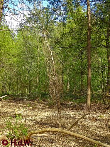 Oude Warande Tilburg 