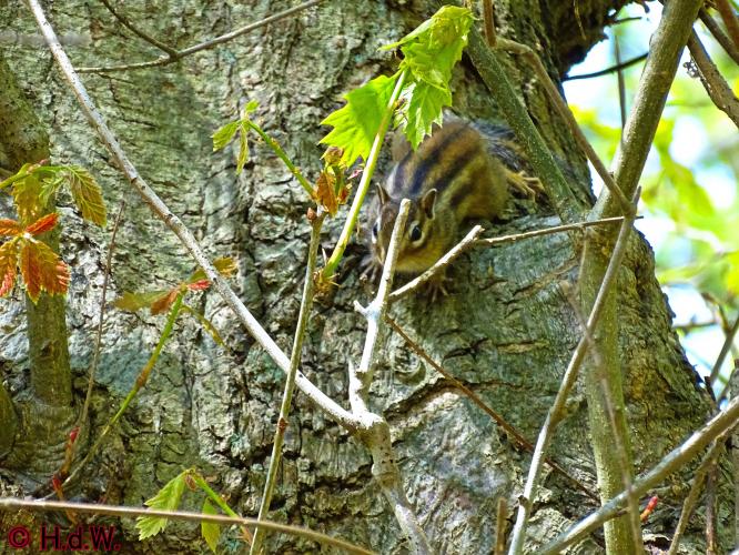 Oude Warande Tilburg 