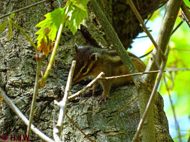 Oude Warande Tilburg 