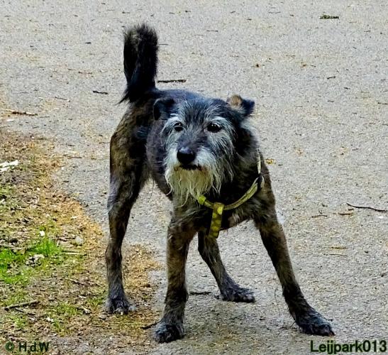 Leijpark 013 Beestenboel 