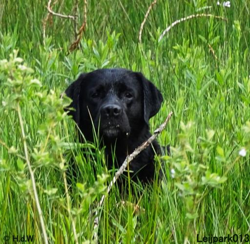 Leijpark 013 Beestenboel 